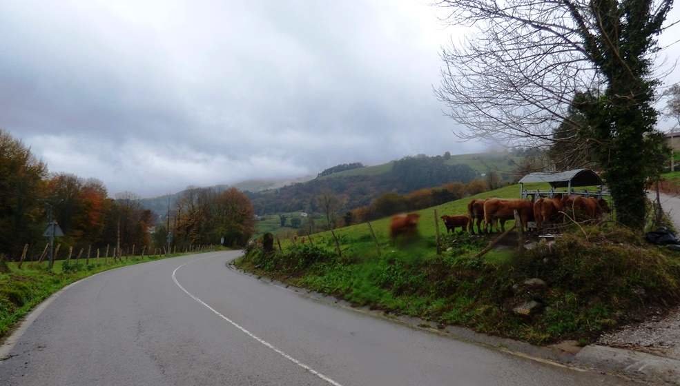 Vacas en el municipio de Villafufre. R.A.