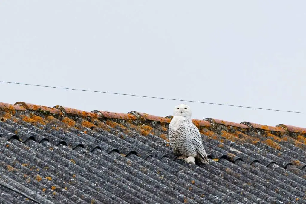 El búho de las nieves cerca del puerto pesquero de Santoña. Saúl Rodríguez