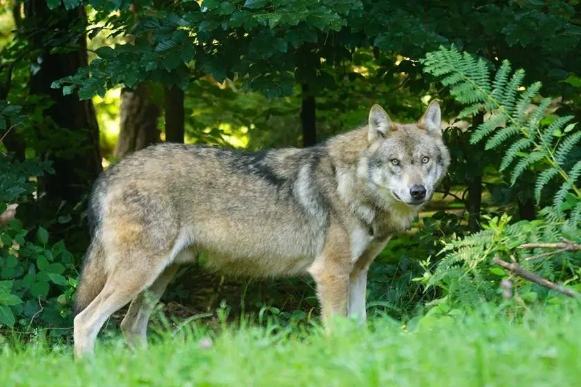 La Justicia avala la protección del lobo. Web Gobierno regional