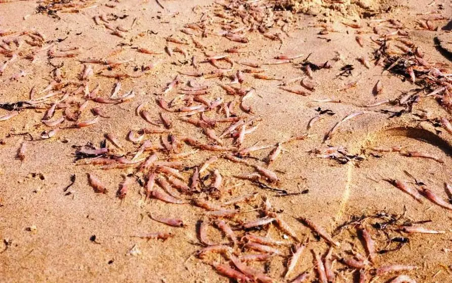 Quisquillas en la playa de Berria, en Santoña.