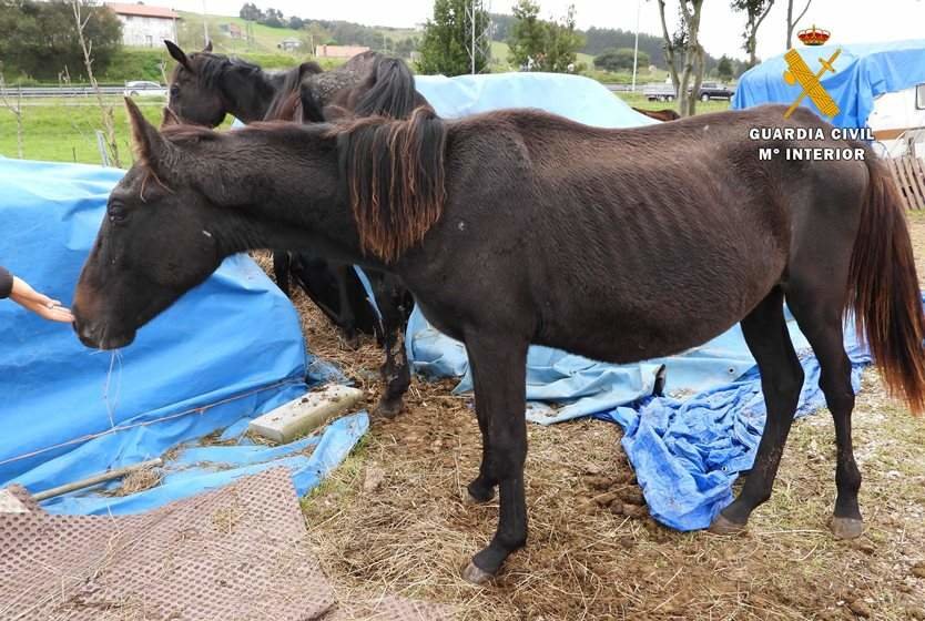 La Guardia Civil desarticulo la venta de caballos en Francia.