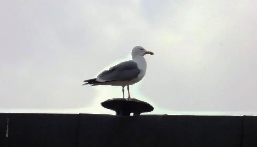 Gaviota en los tejados de las viviendas de Santoña. Nyka Goicoechea