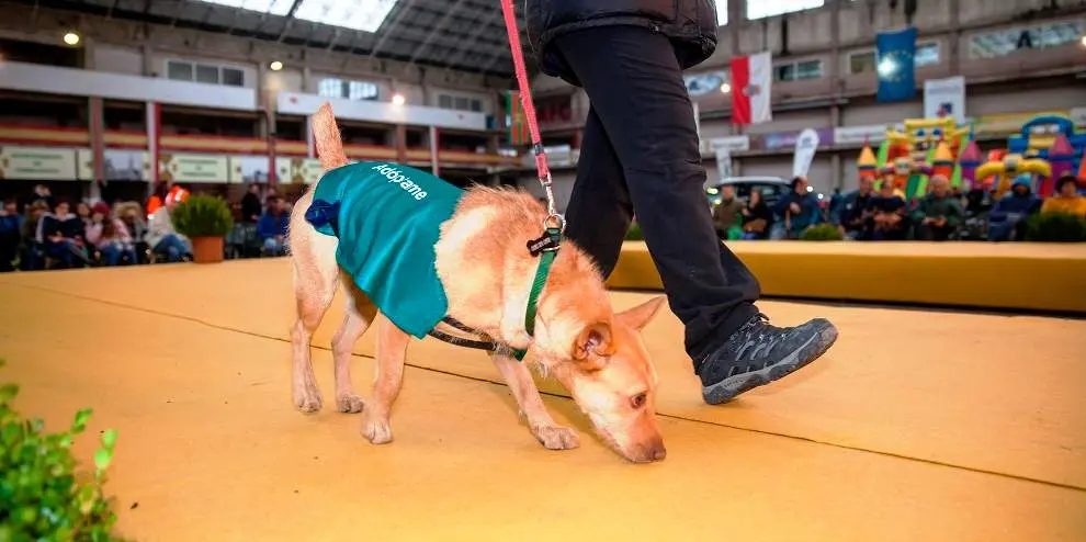 Medio Ambiente convoca subvenciones para proyectos de Bienestar Animal.