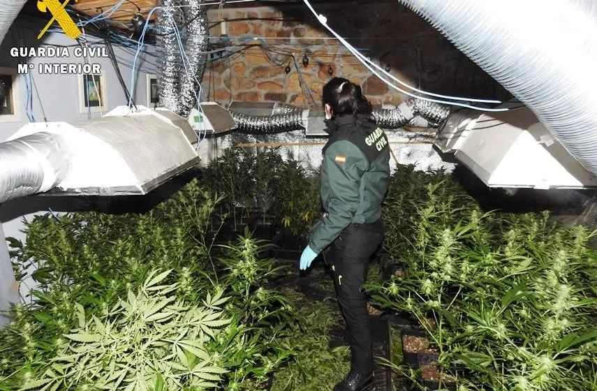 Marihuana en la casa de Alceda, en Corvera de Toranzo.