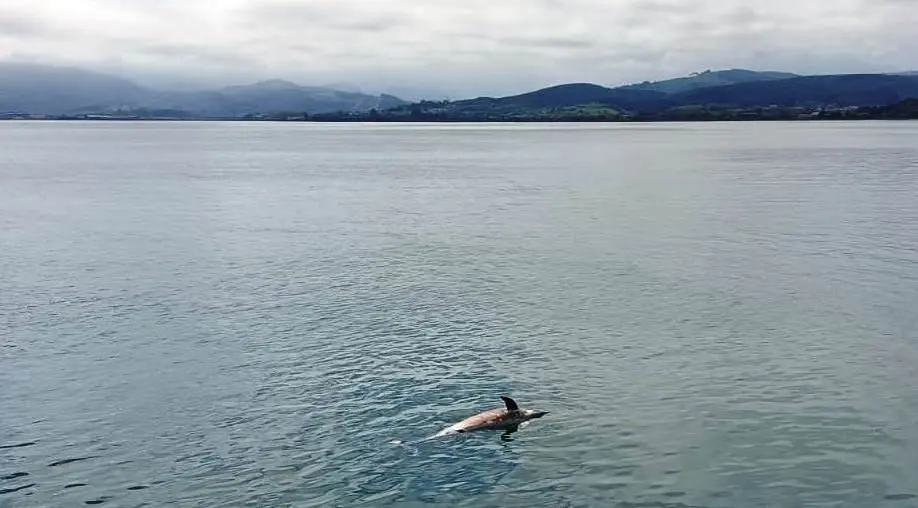 Aparece un delfín muerto había de Santoña.