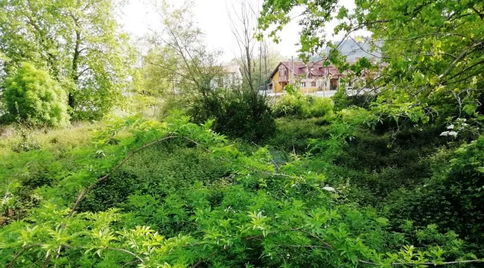 Estado de la finca llena de maleza en Torrelavega.