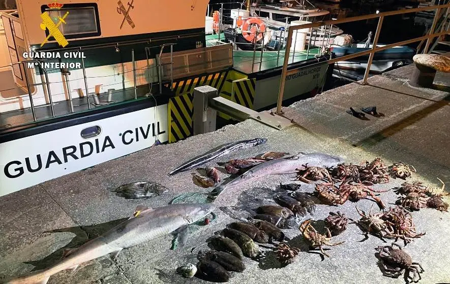 Pesca intervenida en las redes por la Guardia Civil.