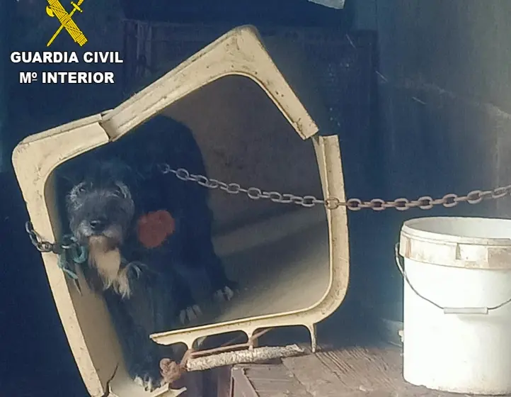 Uno de los perros encontrado en Solares, en Medio Cudeyo.