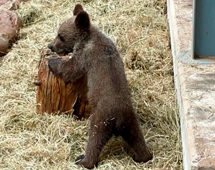 El oso en el Centro de Recuperación de Villaescusa.