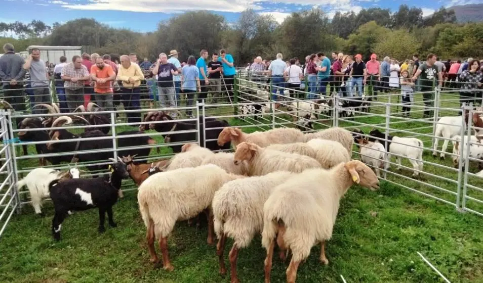 Exposición de cabras y ovejas en Gureizo. R.A.