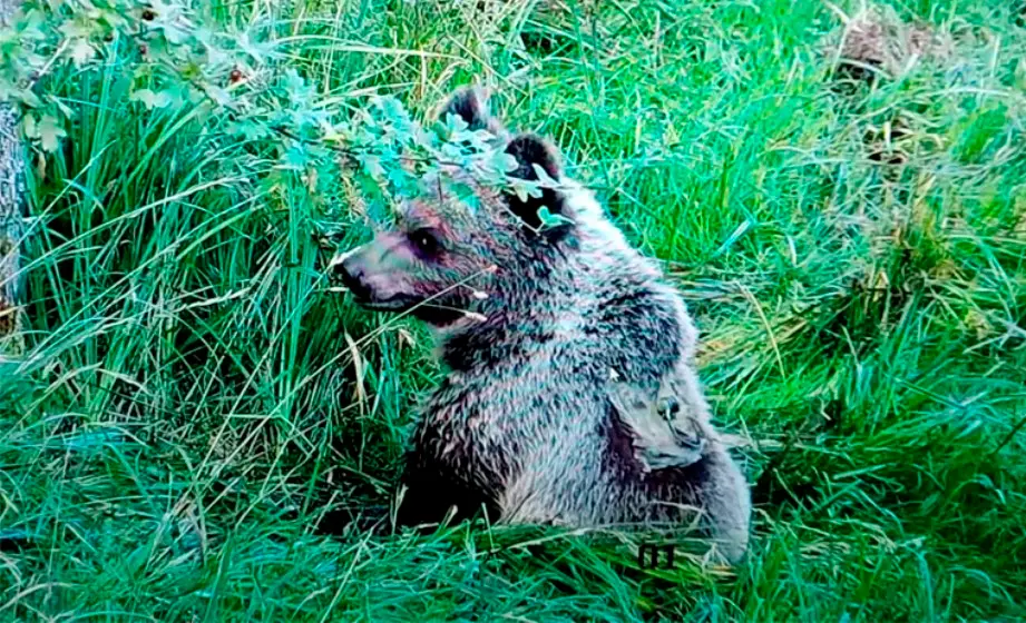 El osezno Martín se ha recuperado en el Centro de Recuperación de Fauna Silvestre de Cantabria.