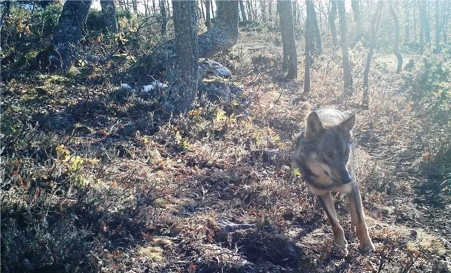 La polémica sigue por la inclusión del lobo en la Lespre.