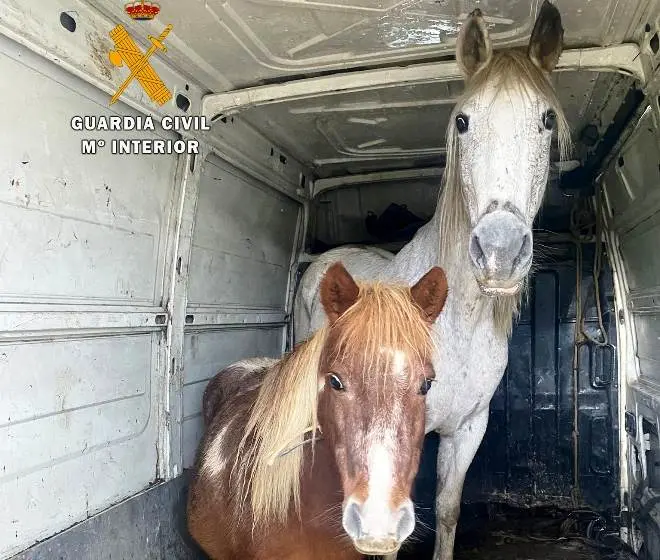 Equinos recuperados en el interior de la furgoneta.