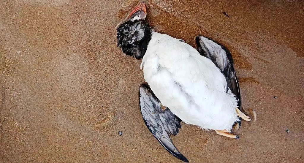 Ejemplar de frailecillo muerto en Cantabria. SEO/BirdLife