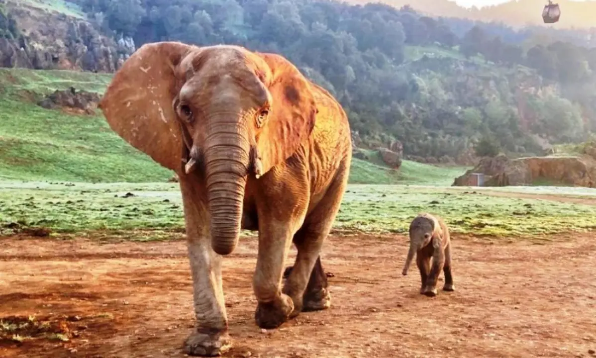 Elefantes en el Parque de la Naturaleza de Cabárceno.