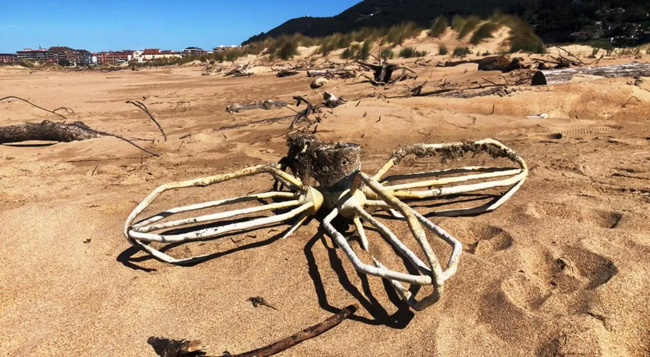 Troncos en la playa Salvé en Laredo.