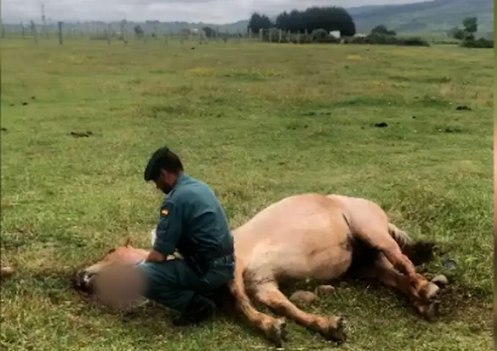 Caballo encontrado en Nestares.