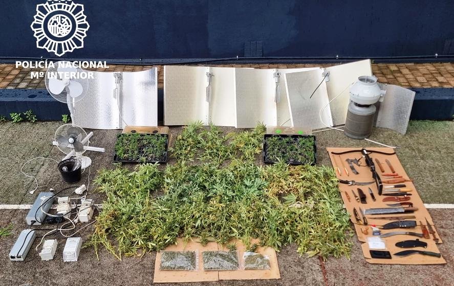 Plantas de marihuana encontradas en Santander.