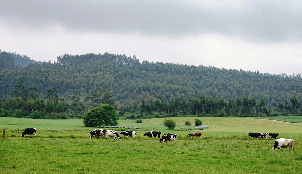 Vacas pastando.