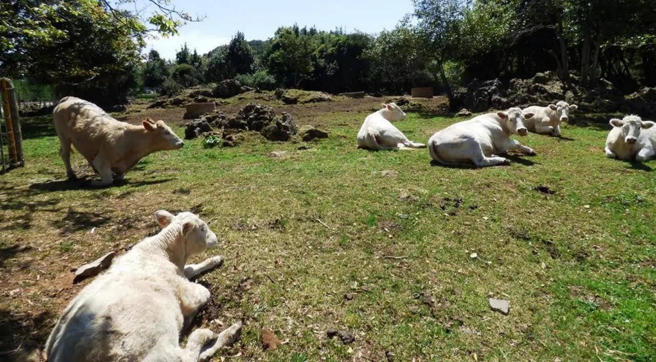 vacas en Soano, en Arnuero. R.A.