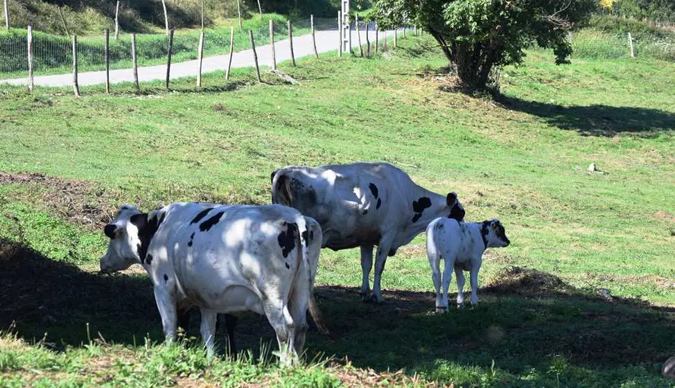 Ganado en Oruña, en Piélagos.