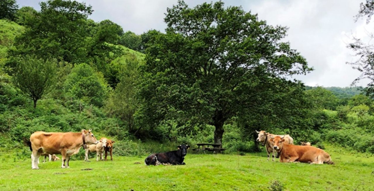 Vacas en el campo de Cantabria.