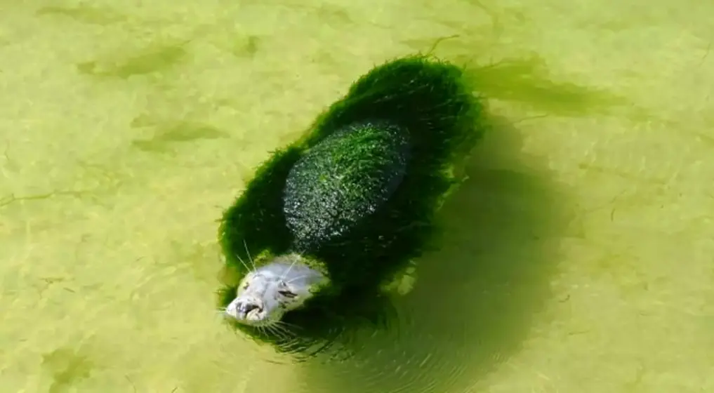 Mamíferos en el Zoo de La Magdalena, en Santander.