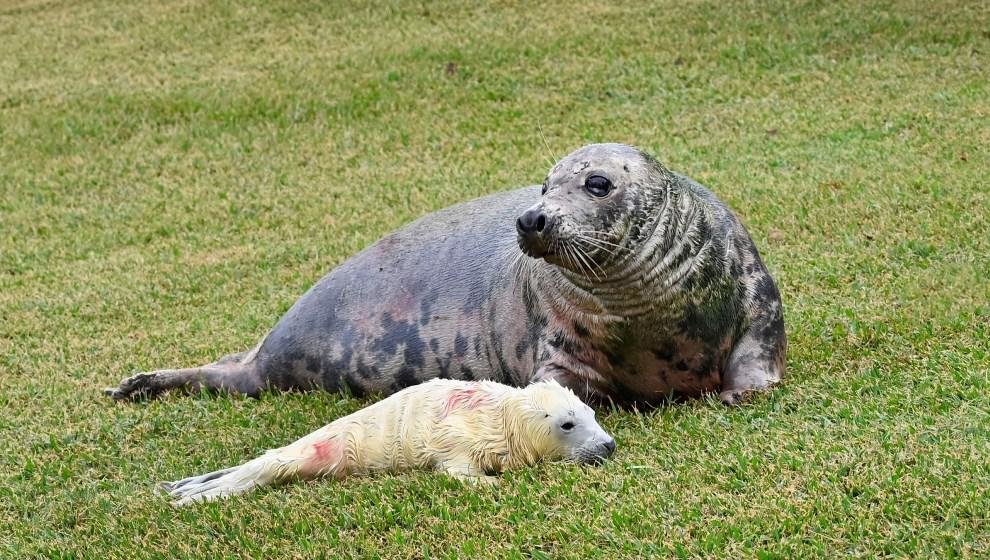 Nacimiento de la cría de foca en Santander.