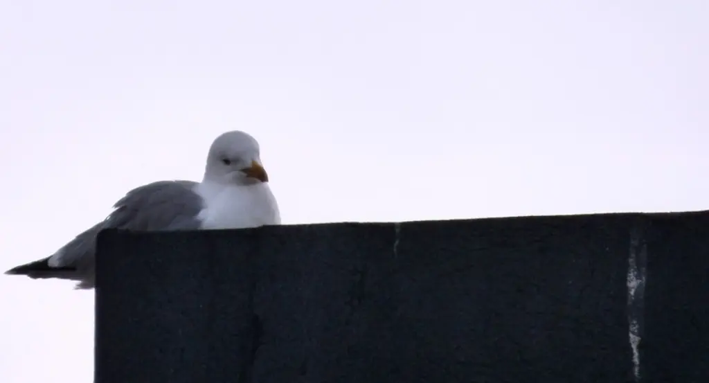 Palomas en Santoña. R.A.