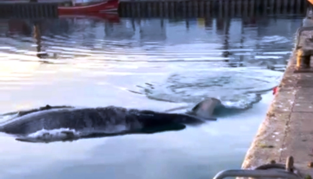 Ballena yubarta en el puerto de Santoña.