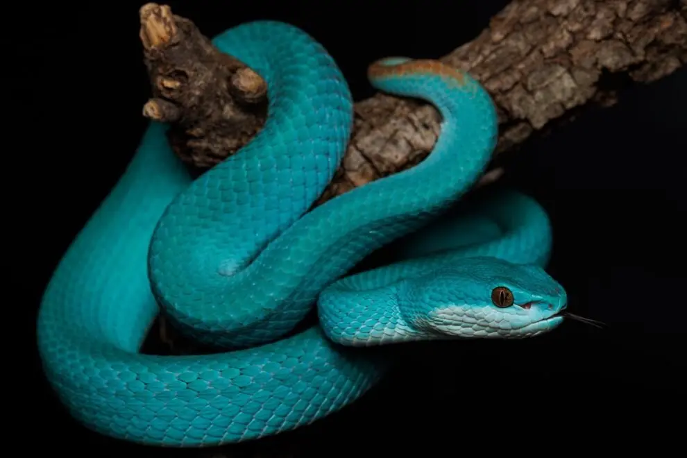 Serpiente en Cabárceno.