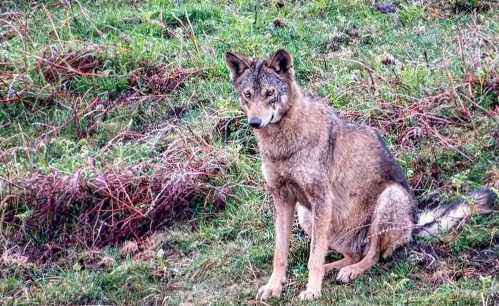 Ejemplar de lobo.