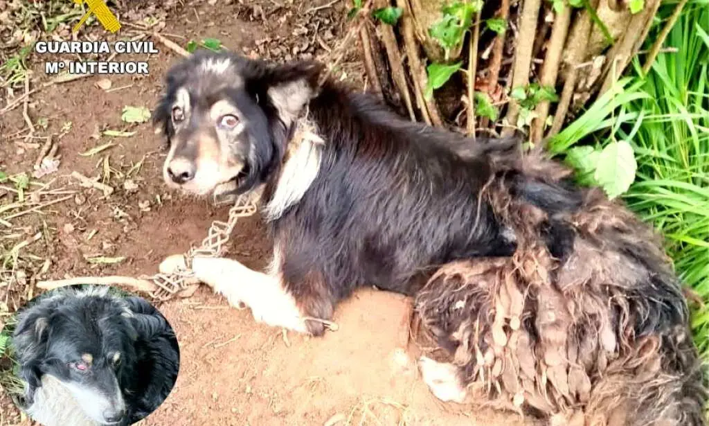 Uno de los perros abandonados.