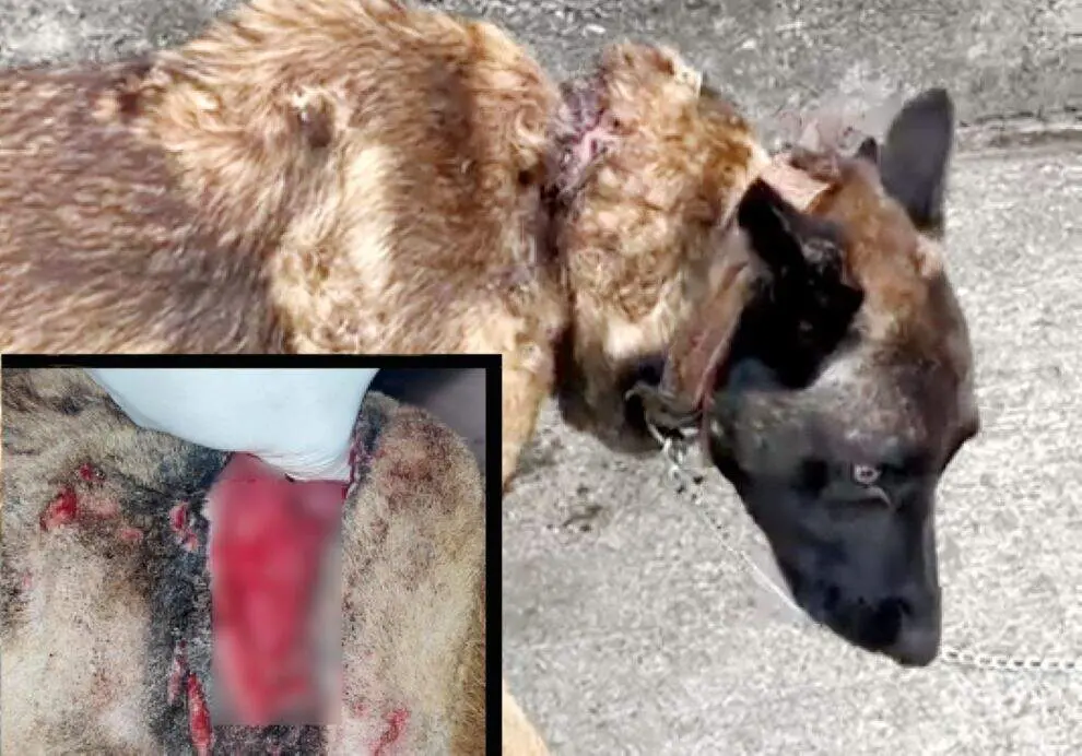 Estado en el que la Guardia Civil encontró al perro.