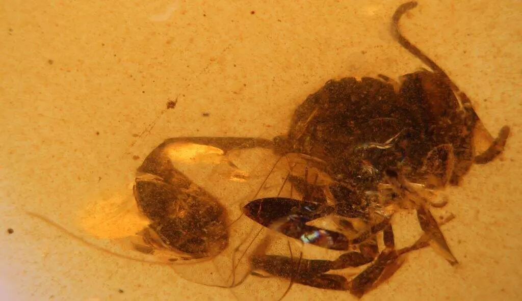 Cretevania orgonomecorum del ámbar de El Soplao