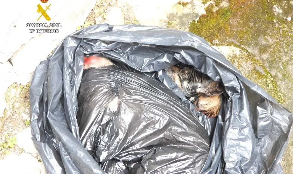 Bolsa con los perros.