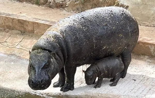 Cr&iacute;a de hipop&oacute;tamo.