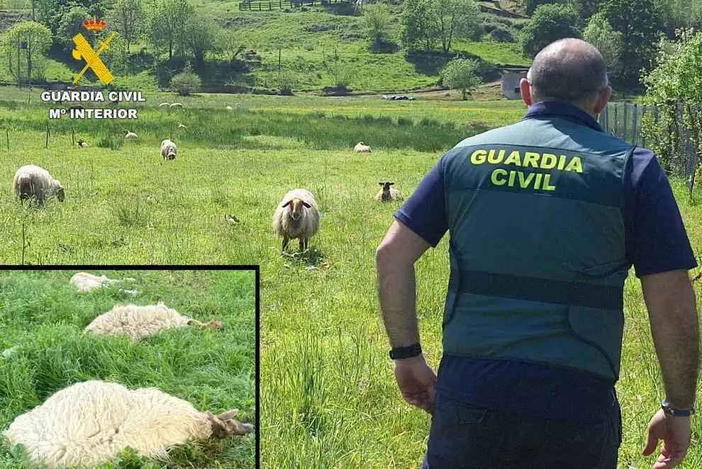 Finca con las ovejas en Marina de Cudeyo.