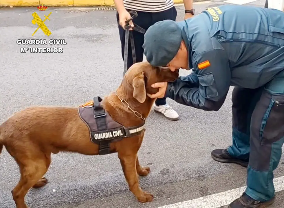 Adopci&oacute;n de Max.