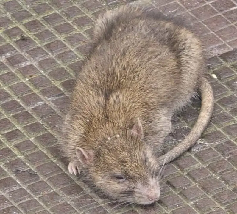 Ratas en las calles de la ciudad.