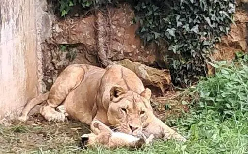 Leona en Cab&aacute;rceno.
