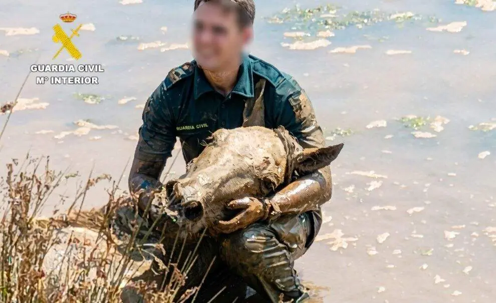 Rescate de los caballos.