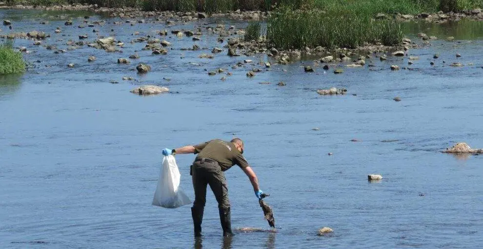 Recogida de aves muertas en la r&iacute;a San Mart&iacute;n.