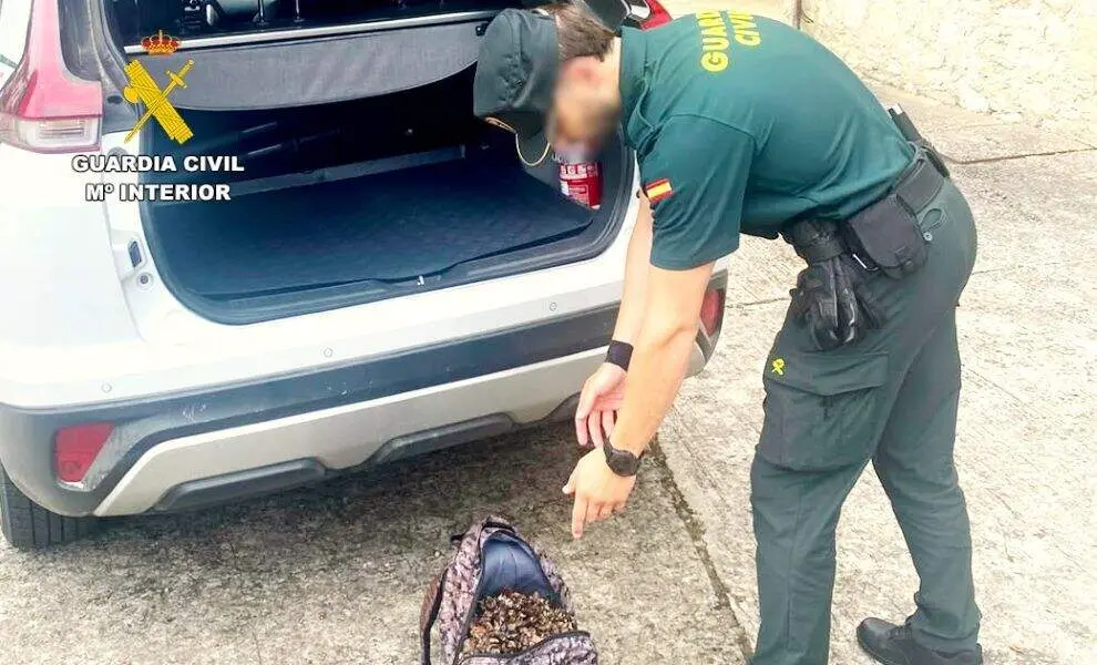 Percebes pescados e intervenidos por la Guardia Civil.