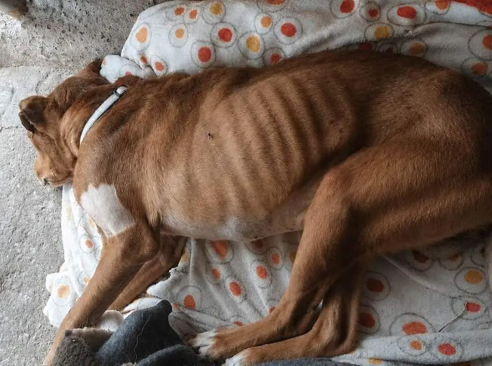 Animal maltratado.