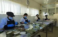 Las mujeres en el momento de limpiar y recortar los filetes. R.A.