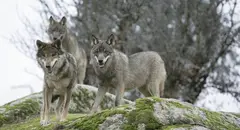 Ejemplares de lobos.