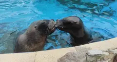 Pas, a la izquierda, y Deva, leones marinos en Cab&aacute;rceno.