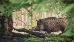 Ejemplar de jabal&iacute;.