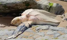 Tortuga varada y muerta.